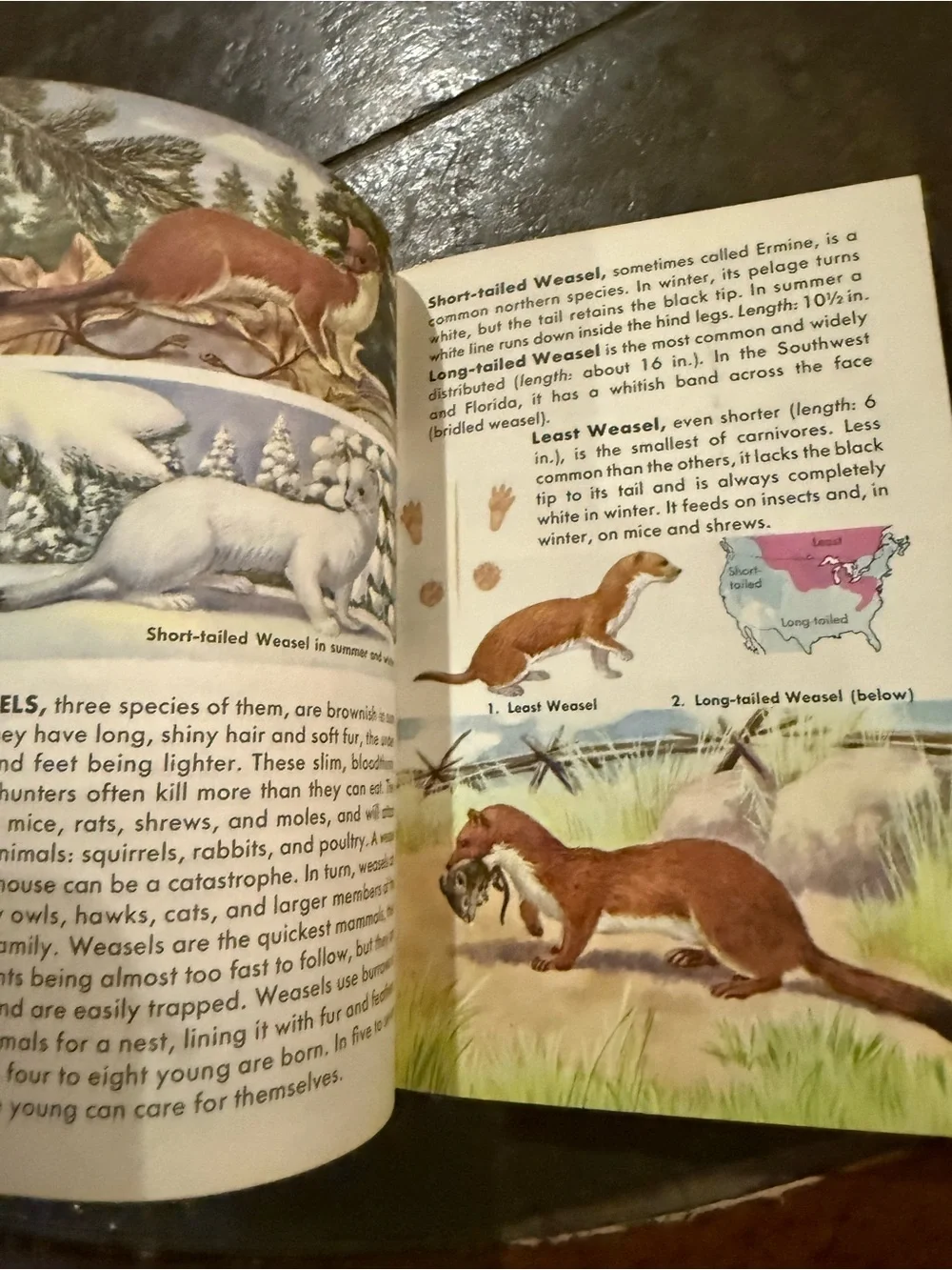 VTG Mammals: A Golden Nature Guide - Yellow Illustrated Cover
